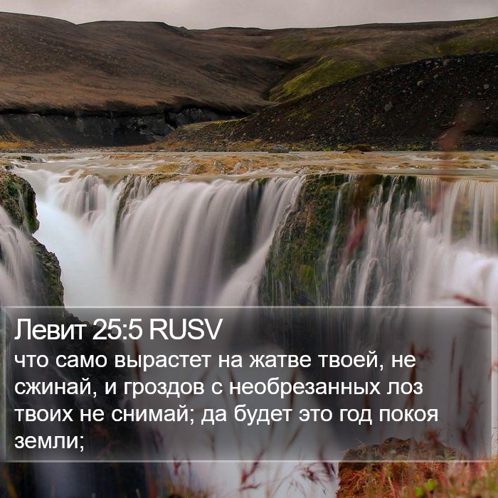 Левит 25:5 RUSV Bible Study