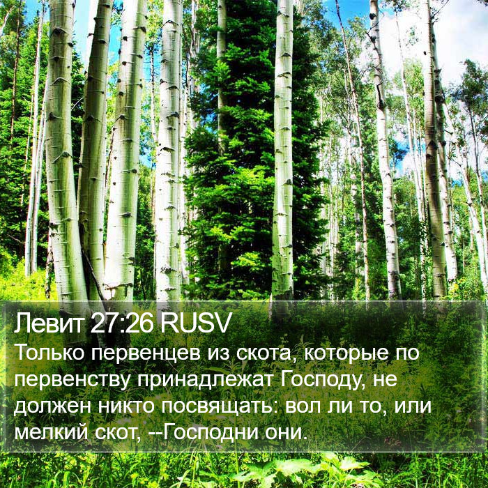 Левит 27:26 RUSV Bible Study