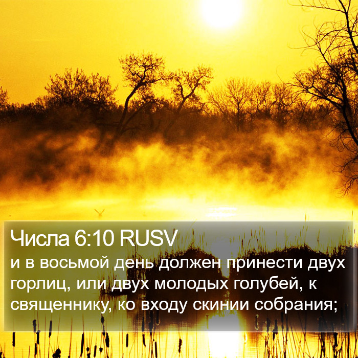 Числа 6:10 RUSV Bible Study