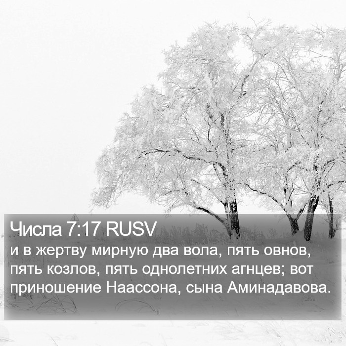 Числа 7:17 RUSV Bible Study