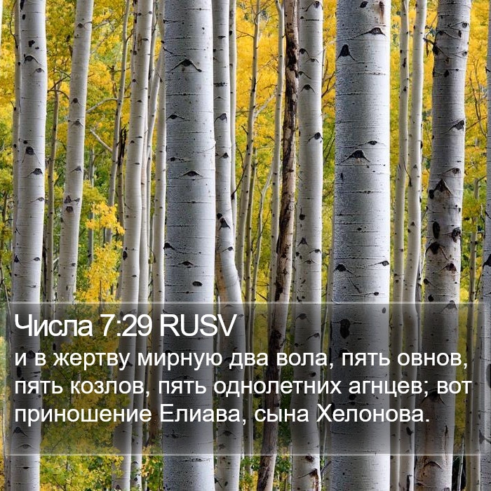 Числа 7:29 RUSV Bible Study