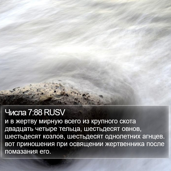 Числа 7:88 RUSV Bible Study