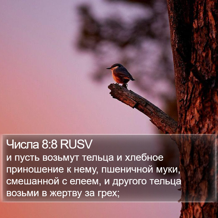 Числа 8:8 RUSV Bible Study