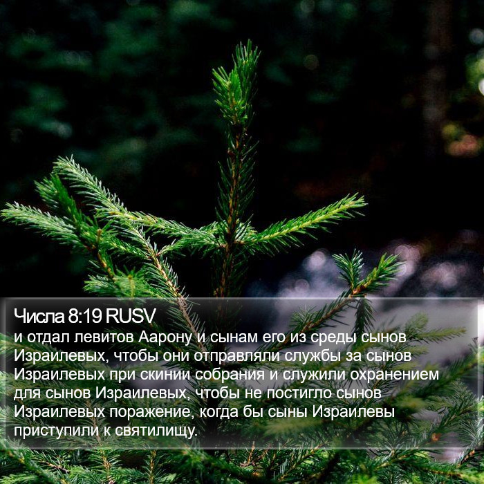 Числа 8:19 RUSV Bible Study