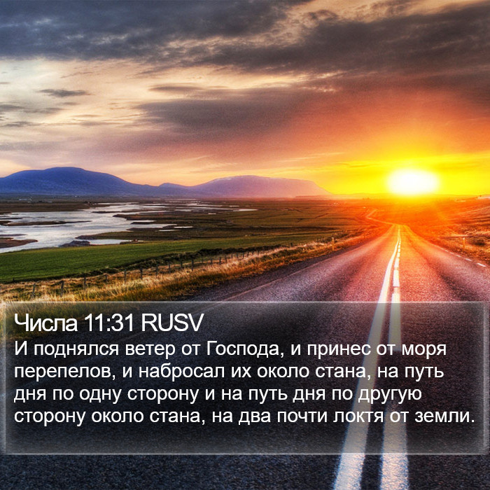 Числа 11:31 RUSV Bible Study