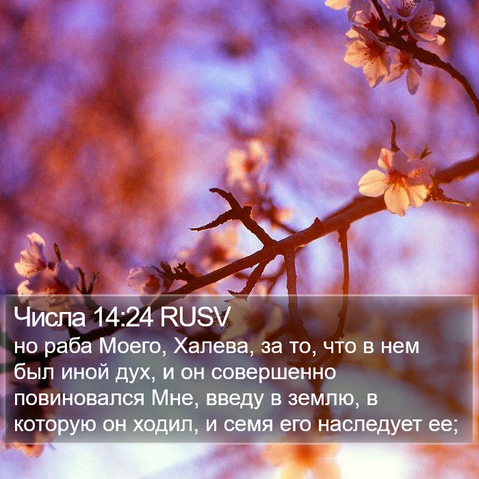 Числа 14:24 RUSV Bible Study