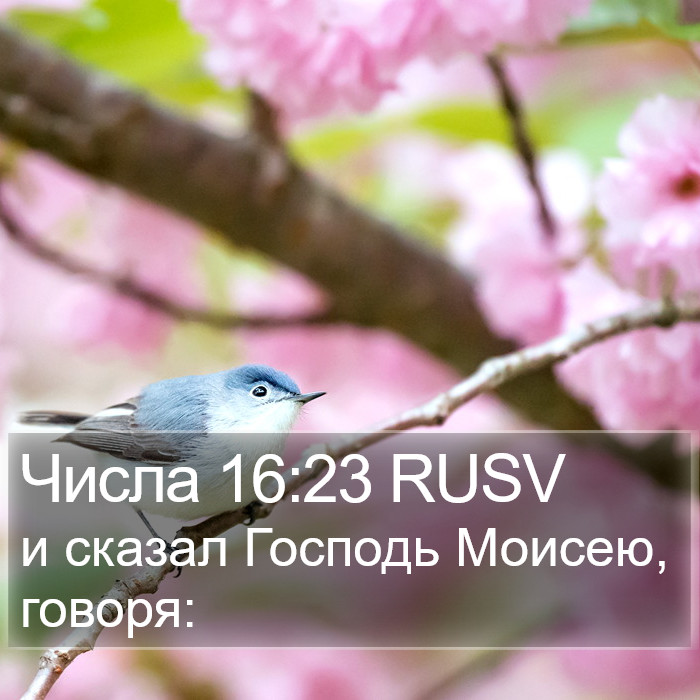 Числа 16:23 RUSV Bible Study