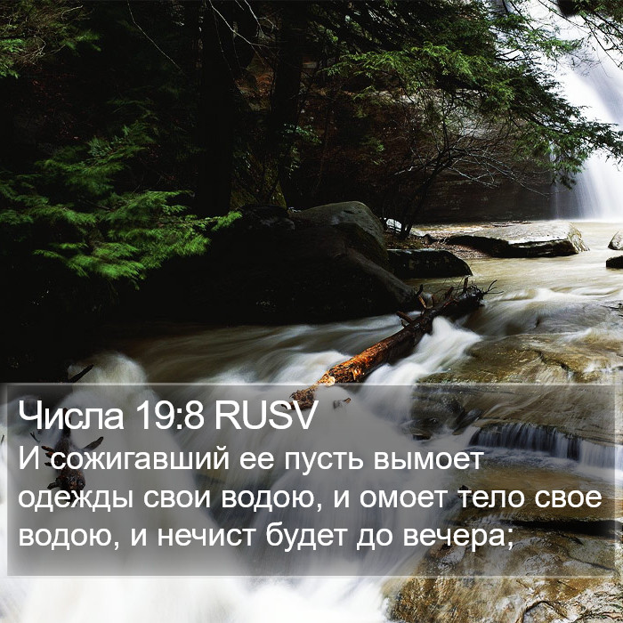 Числа 19:8 RUSV Bible Study