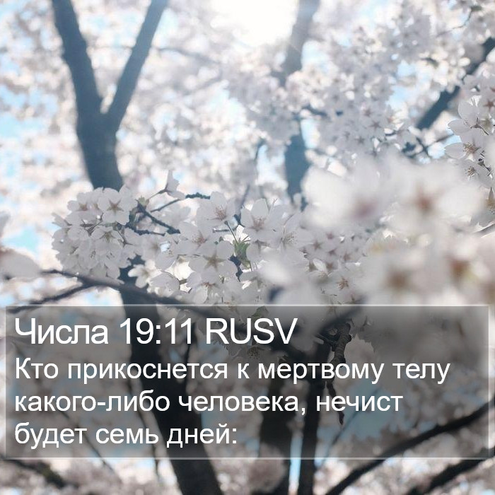 Числа 19:11 RUSV Bible Study