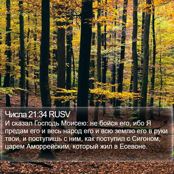 Числа 21:34 RUSV Bible Study