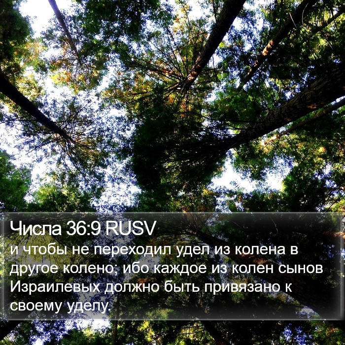 Числа 36:9 RUSV Bible Study