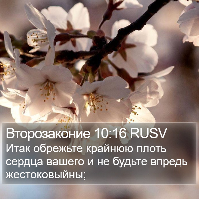 Второзаконие 10:16 RUSV Bible Study