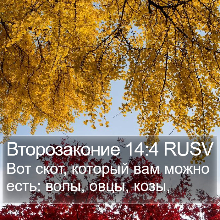 Второзаконие 14:4 RUSV Bible Study