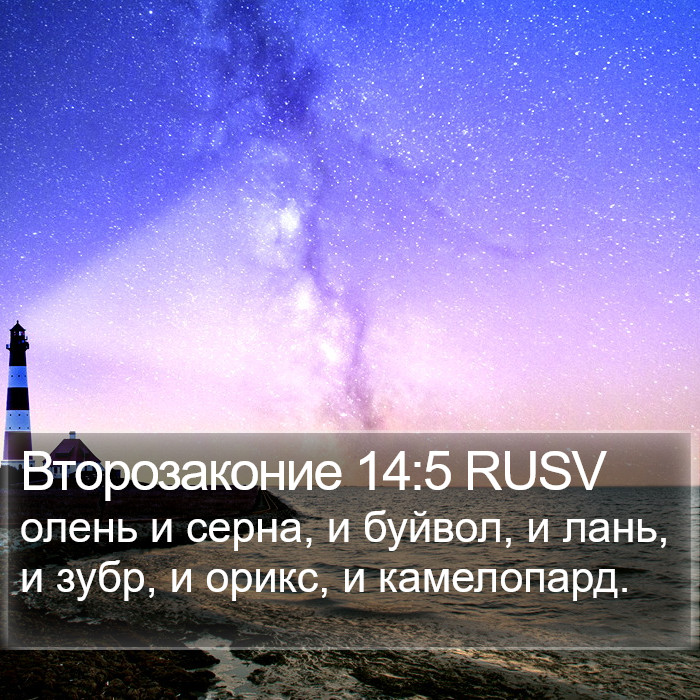 Второзаконие 14:5 RUSV Bible Study