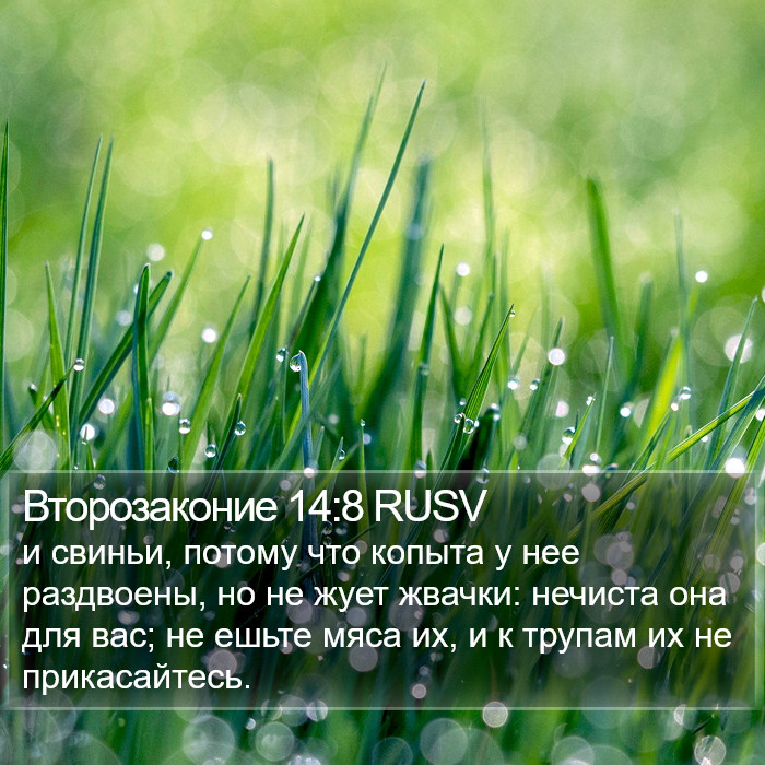 Второзаконие 14:8 RUSV Bible Study