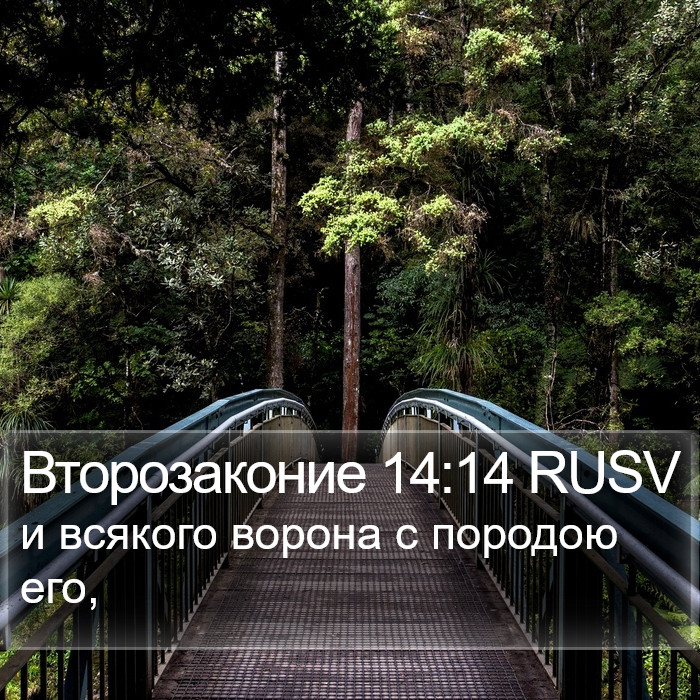 Второзаконие 14:14 RUSV Bible Study