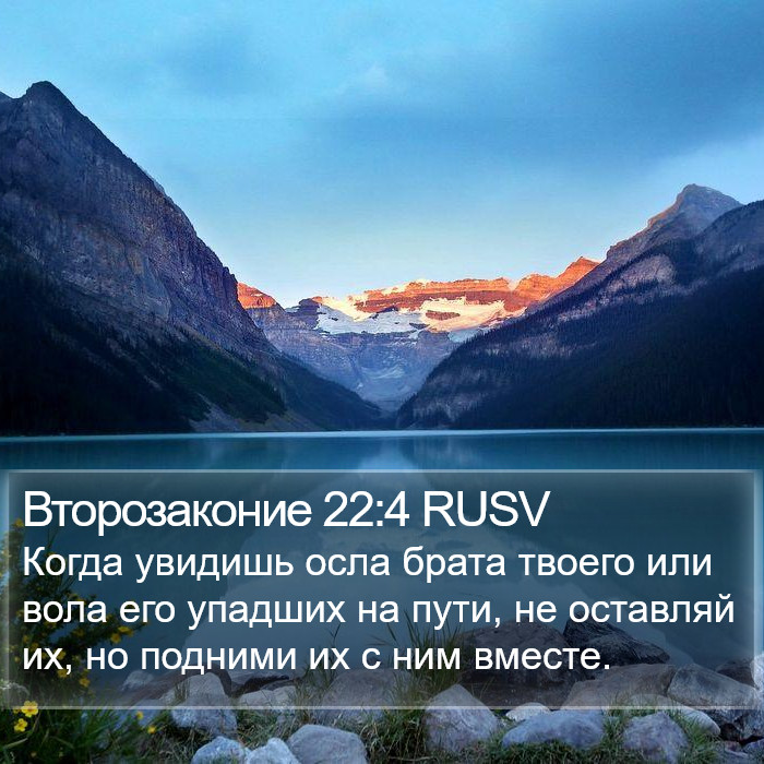 Второзаконие 22:4 RUSV Bible Study