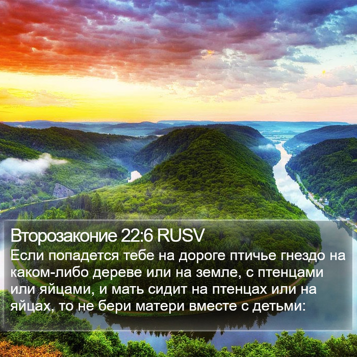 Второзаконие 22:6 RUSV Bible Study