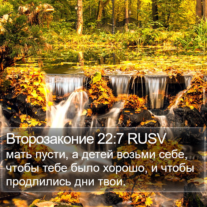 Второзаконие 22:7 RUSV Bible Study