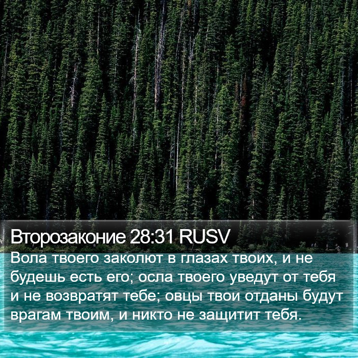 Второзаконие 28:31 RUSV Bible Study