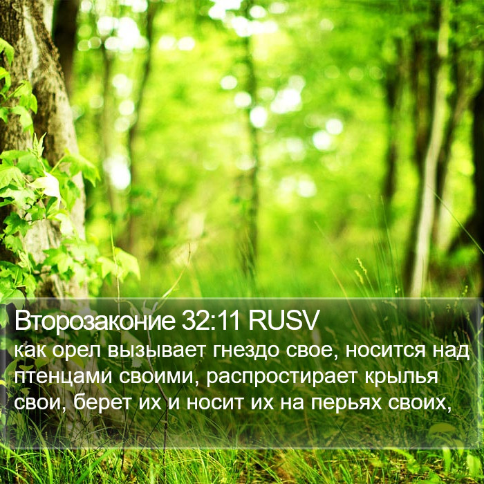 Второзаконие 32:11 RUSV Bible Study