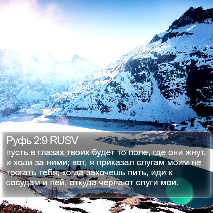 Руфь 2:9 RUSV Bible Study