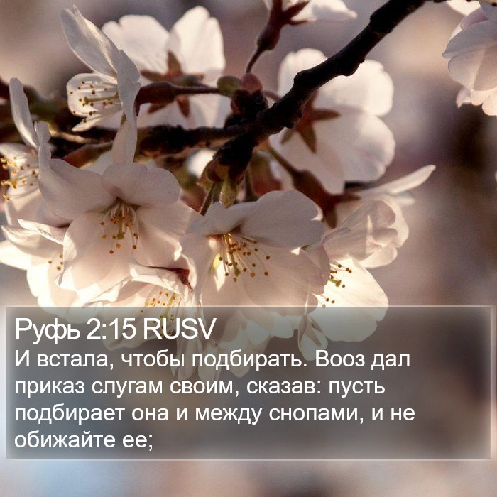 Руфь 2:15 RUSV Bible Study