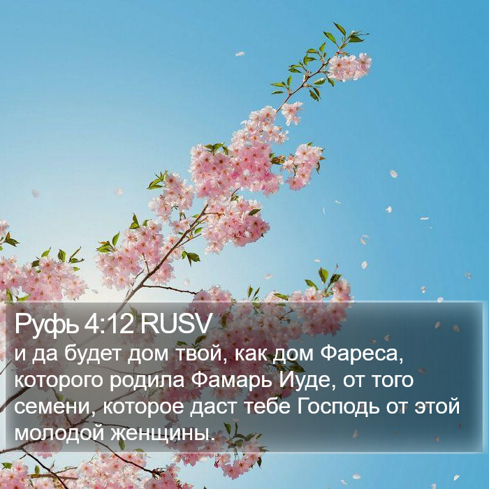 Руфь 4:12 RUSV Bible Study