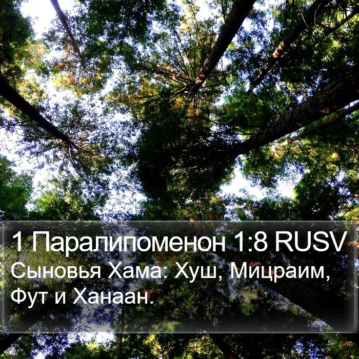 1 Паралипоменон 1:8 RUSV Bible Study