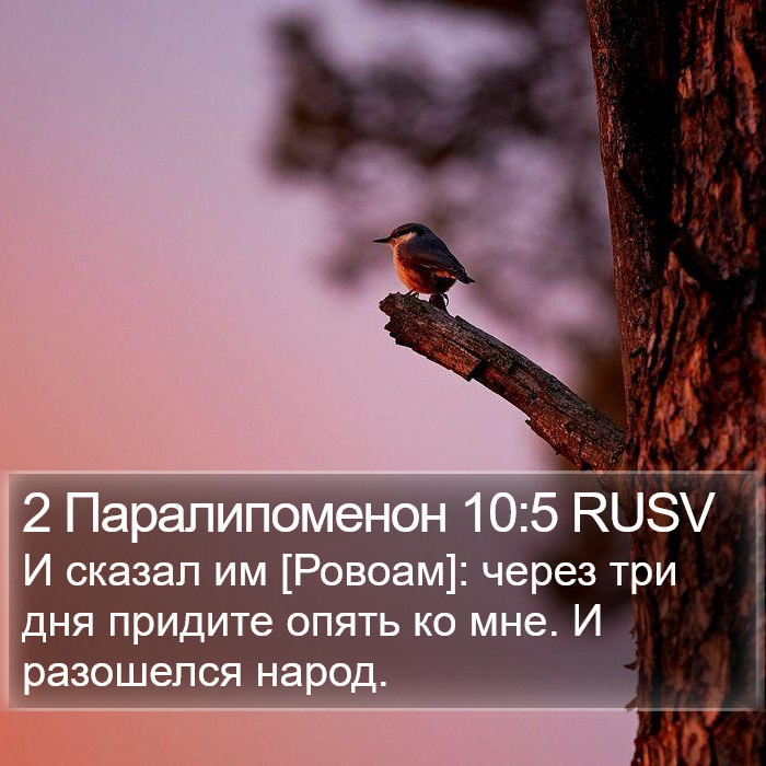 2 Паралипоменон 10:5 RUSV Bible Study