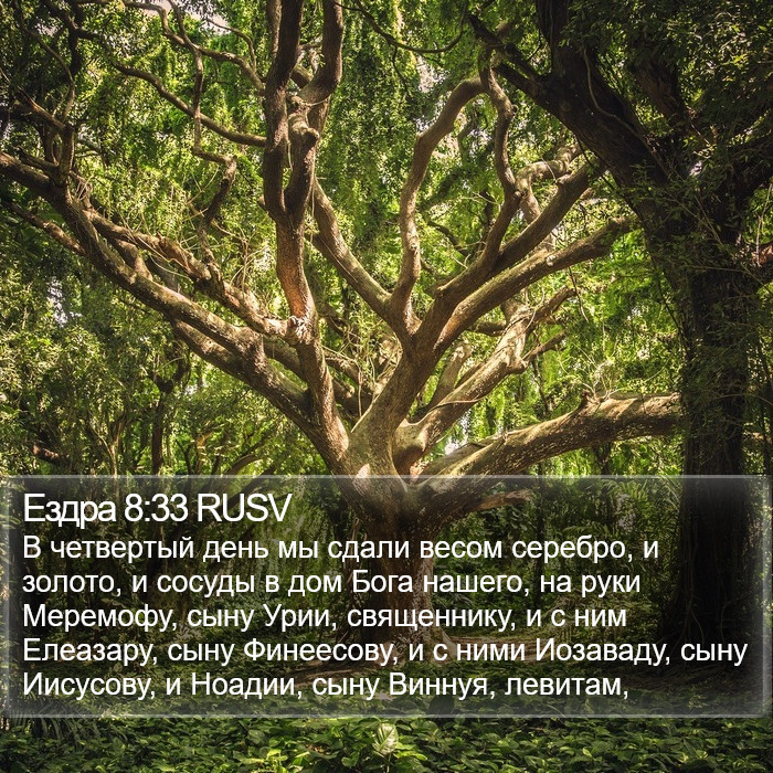 Ездра 8:33 RUSV Bible Study