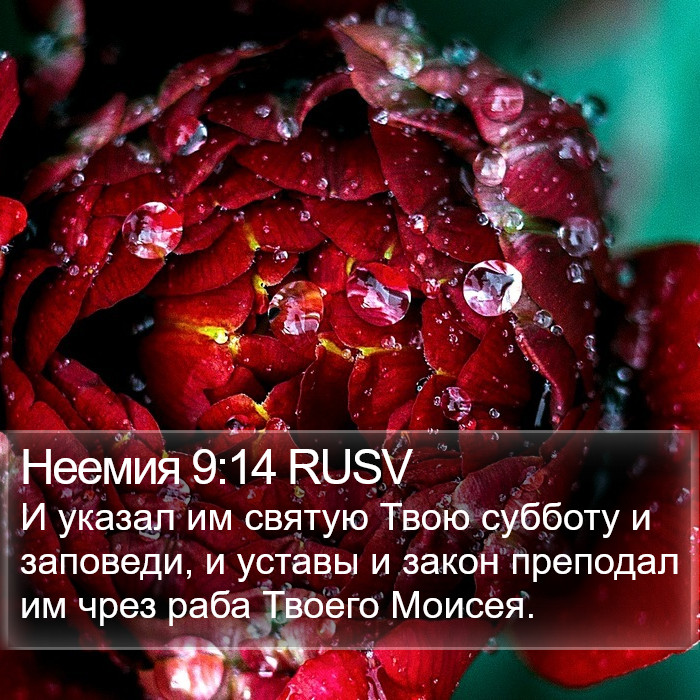 Неемия 9:14 RUSV Bible Study