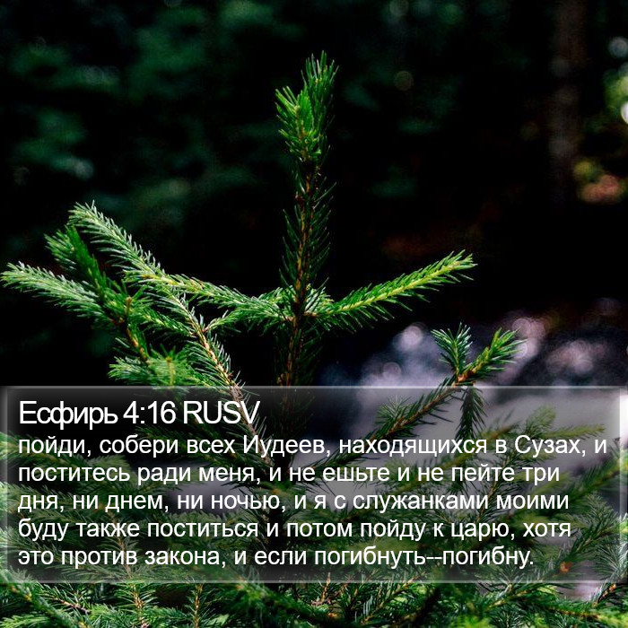 Есфирь 4:16 RUSV Bible Study