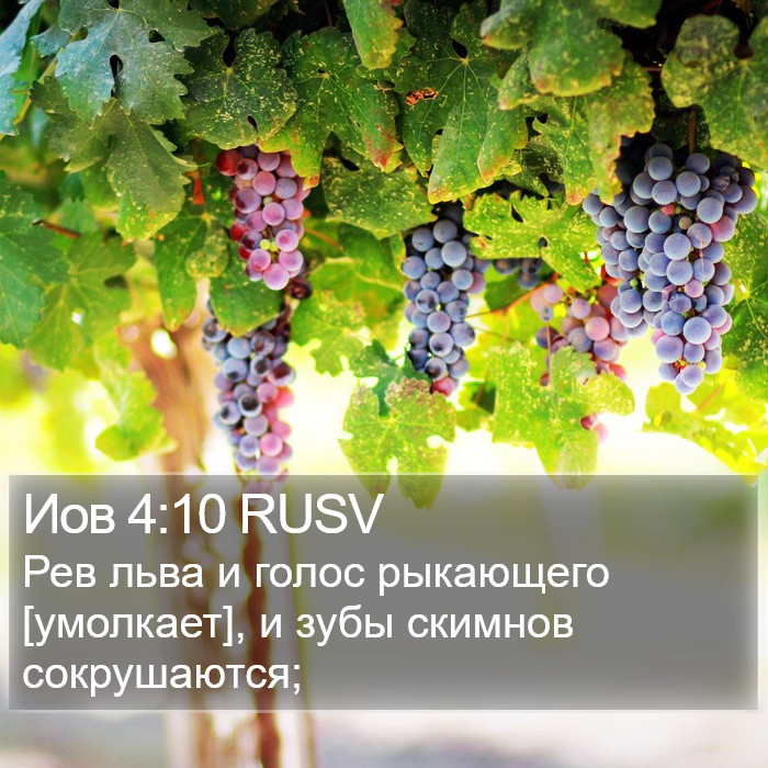 Иов 4:10 RUSV Bible Study