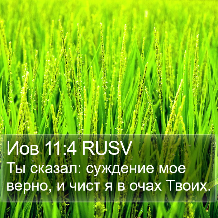 Иов 11:4 RUSV Bible Study