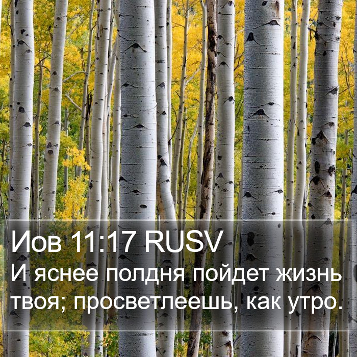 Иов 11:17 RUSV Bible Study