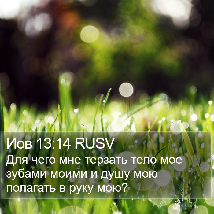 Иов 13:14 RUSV Bible Study