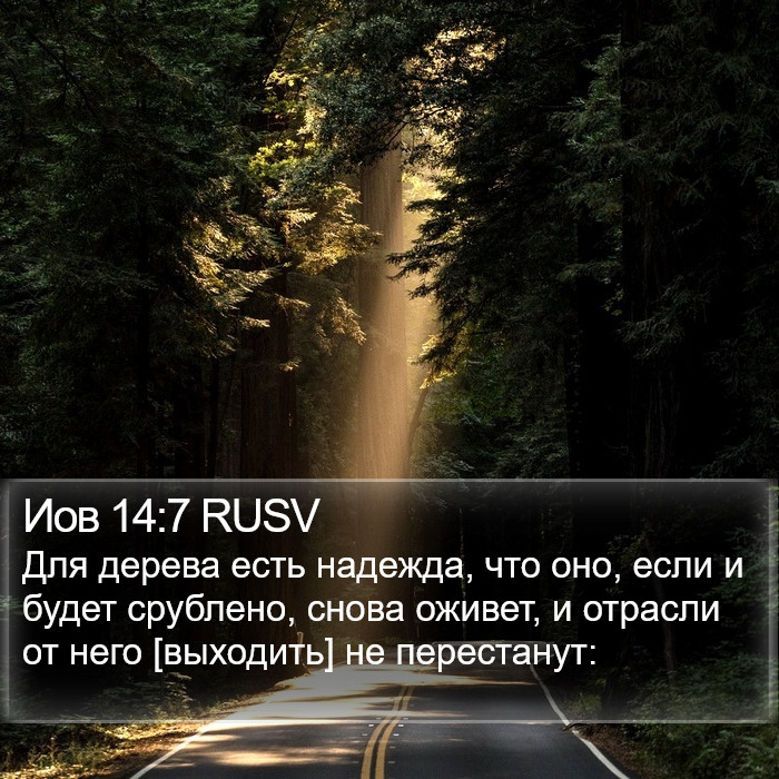 Иов 14:7 RUSV Bible Study