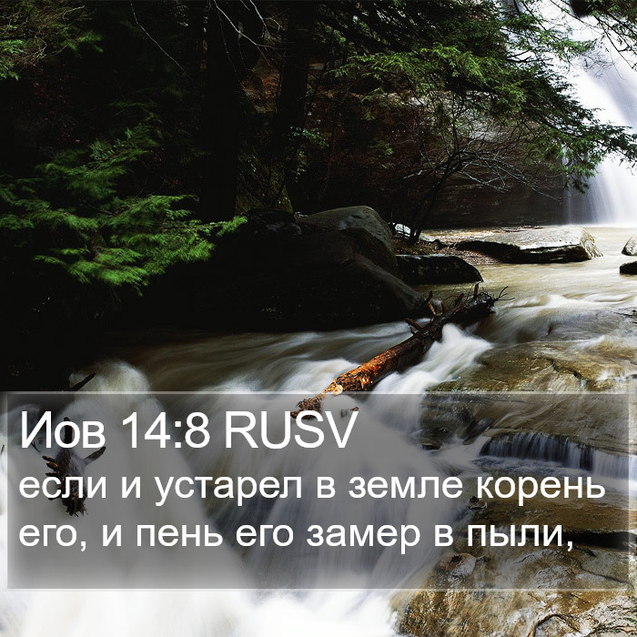 Иов 14:8 RUSV Bible Study