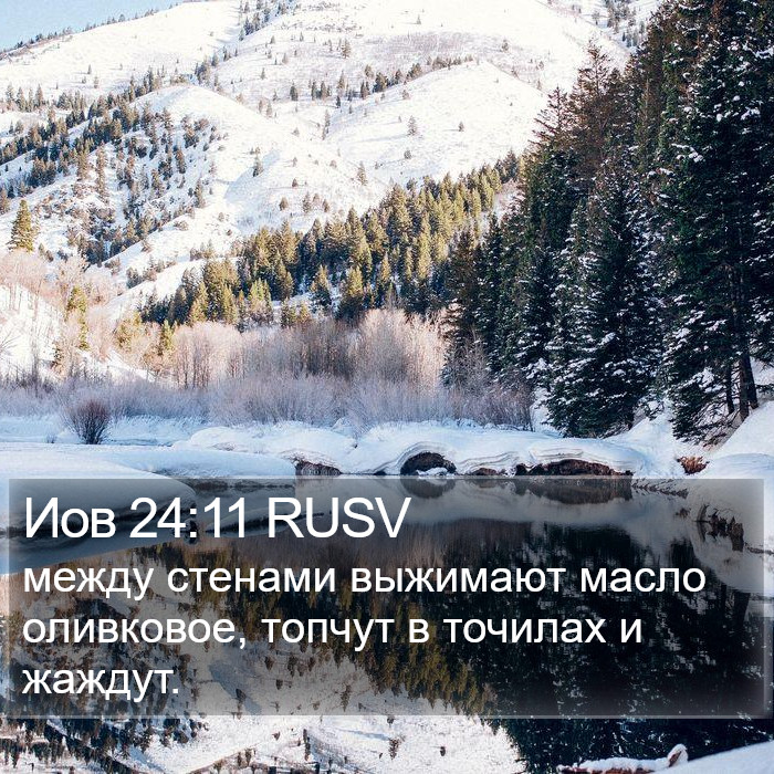 Иов 24:11 RUSV Bible Study