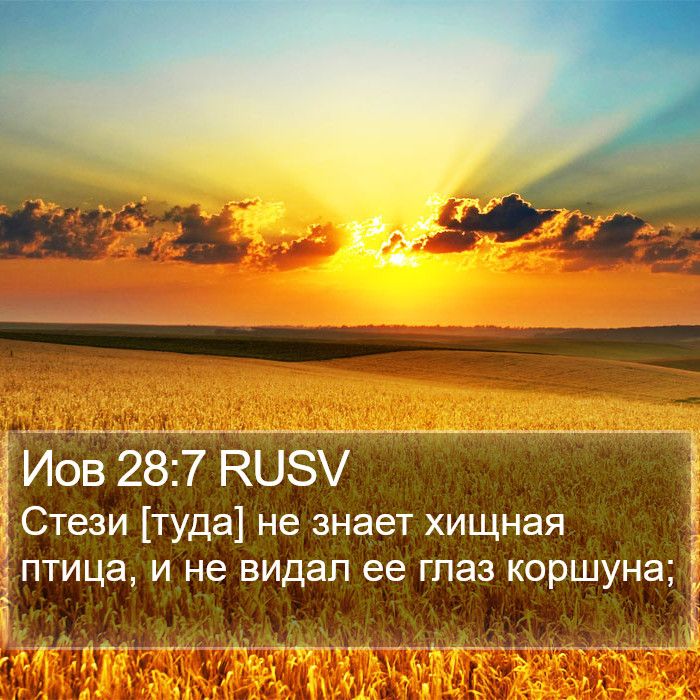 Иов 28:7 RUSV Bible Study