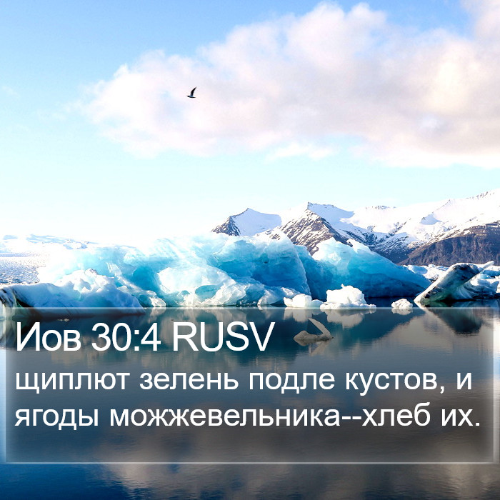 Иов 30:4 RUSV Bible Study