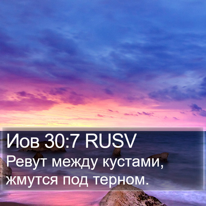 Иов 30:7 RUSV Bible Study