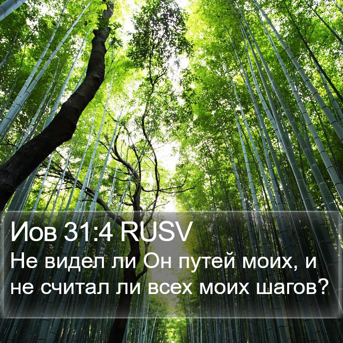 Иов 31:4 RUSV Bible Study