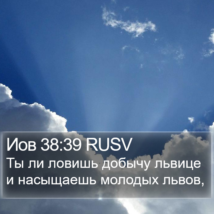 Иов 38:39 RUSV Bible Study