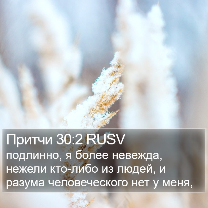 Притчи 30:2 RUSV Bible Study