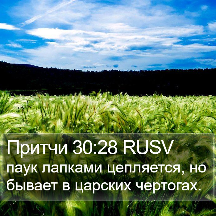 Притчи 30:28 RUSV Bible Study