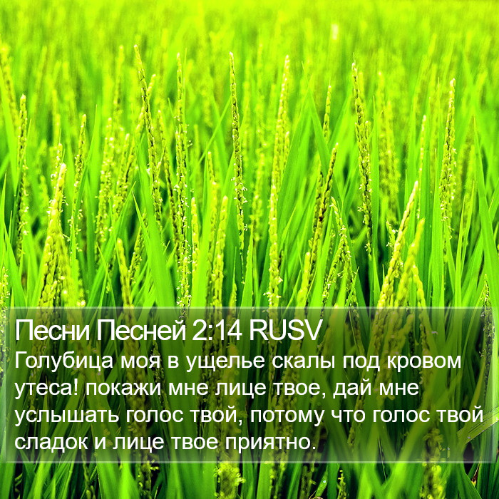 Песни Песней 2:14 RUSV Bible Study