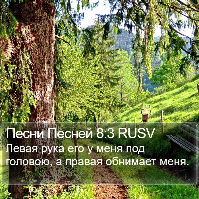 Песни Песней 8:3 RUSV Bible Study