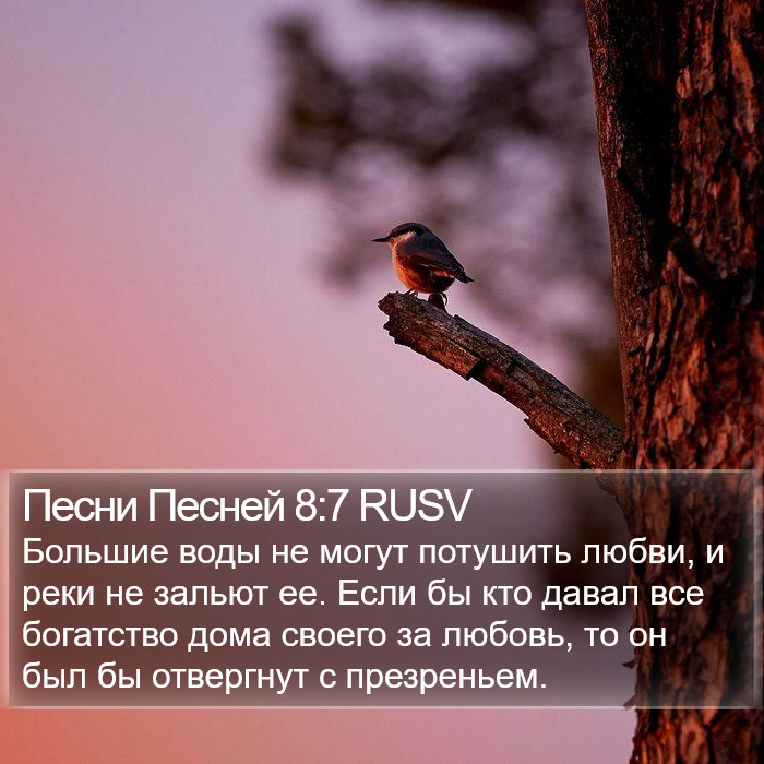 Песни Песней 8:7 RUSV Bible Study